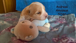 Andreas