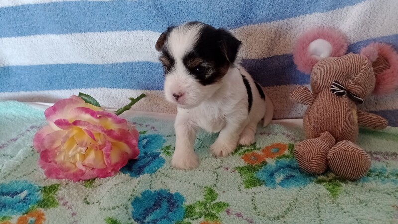 Dolinka